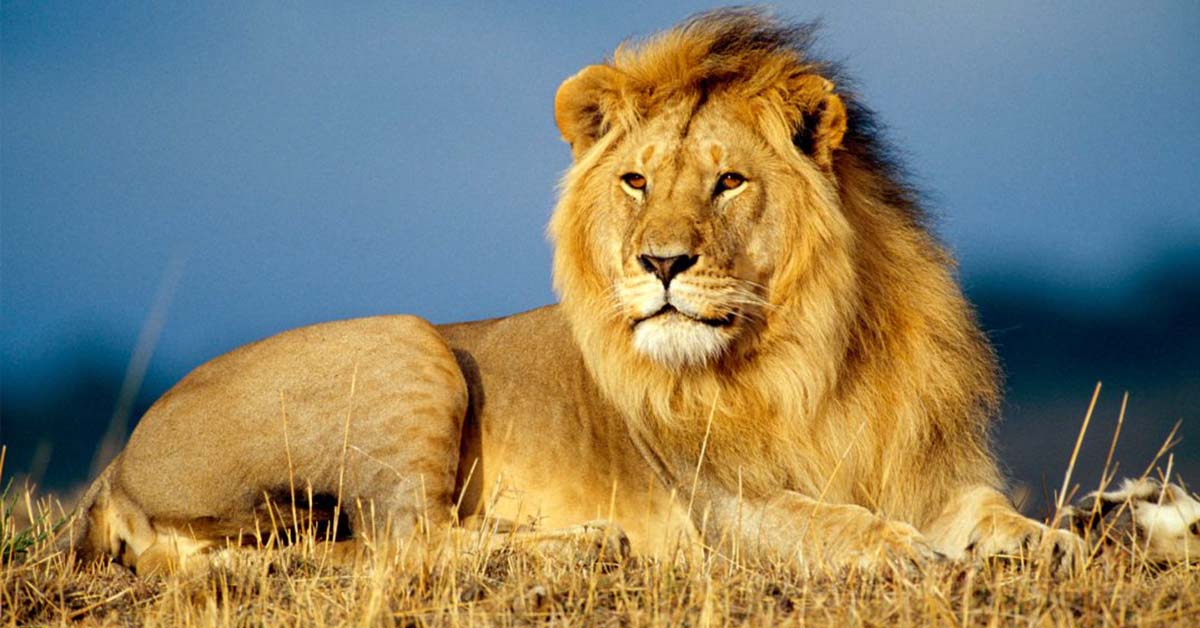 The Mighty Lion: King of the Jungle