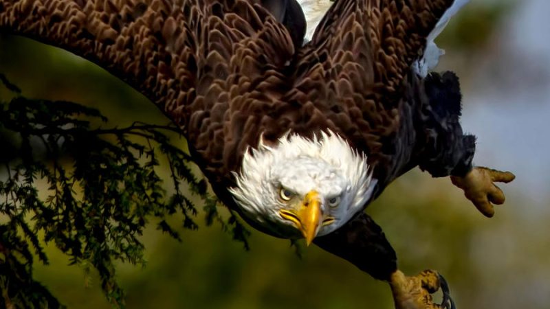 Keberanian Sang Raja Angin, Burung Elang Dalam Perburuan