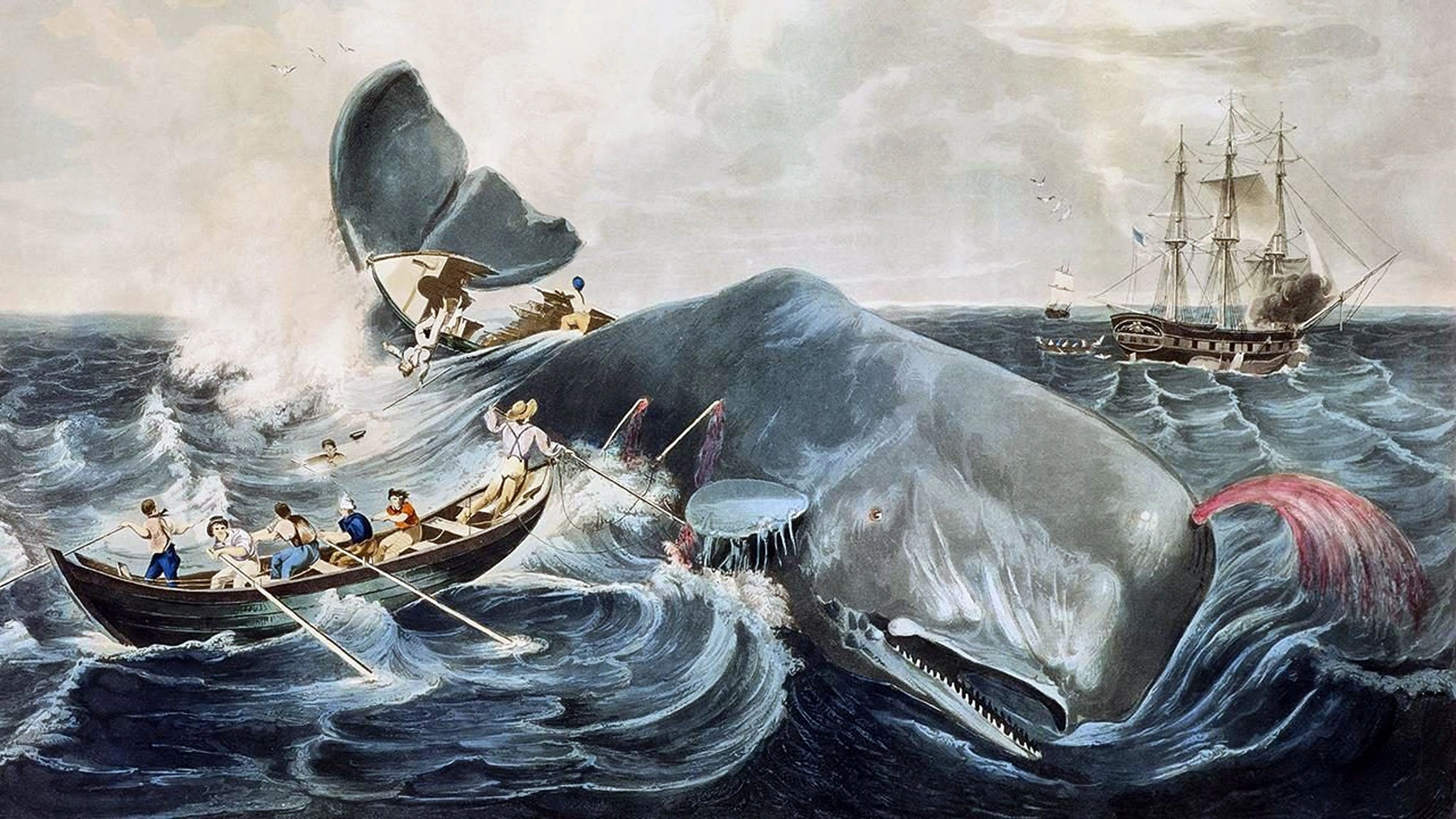 Cerita Tentang Moby Dick: Paus Besar yang Ditakuti oleh Nelayan