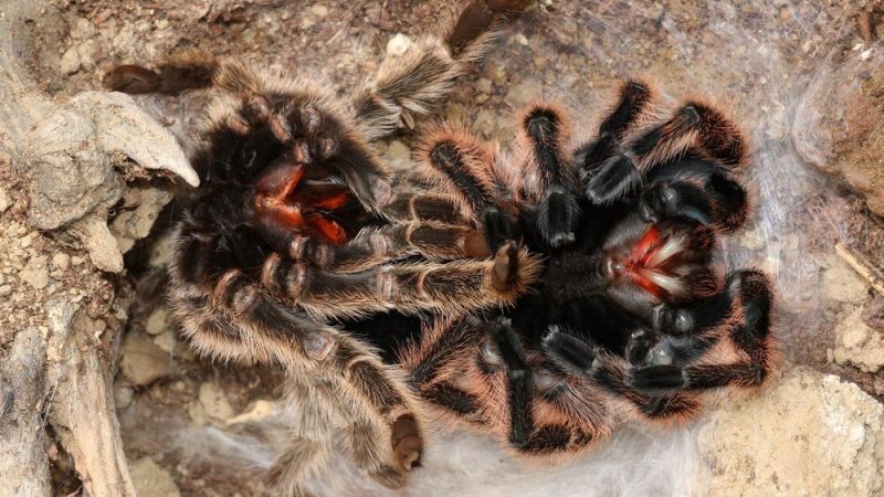 Terungkap: Perut Bengkak yang Ternyata Menyimpan Ratusan Tarantula di Pesawat