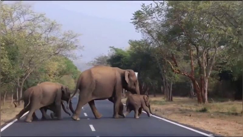 Bayi Gajah Dipertemukan Kembali Dengan Ibunya Setelah 3 Tahun Diambil